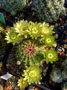 Echinocereus_2020