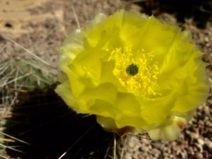 opuntia_2020_10