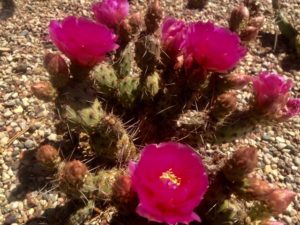 opuntia_2020_11