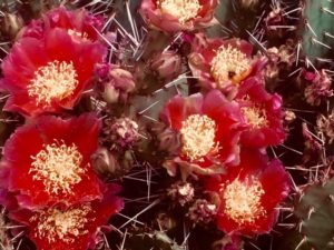 opuntia_2020_12