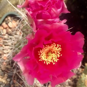 opuntia_2020_13