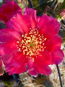 opuntia_2020_14