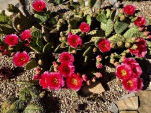 opuntia_2020_2