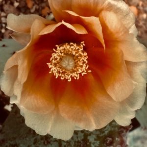 opuntia_2020_4