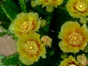 opuntia_2020_5