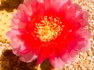 opuntia_2020_6