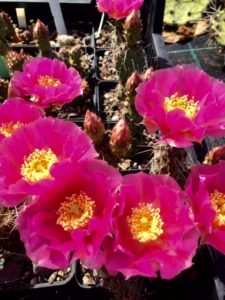 opuntia_2020_7