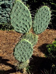 opuntia_2020_8