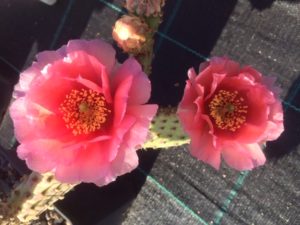 opuntia_2020_9