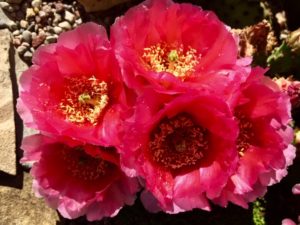 opuntia_2020_main_photo