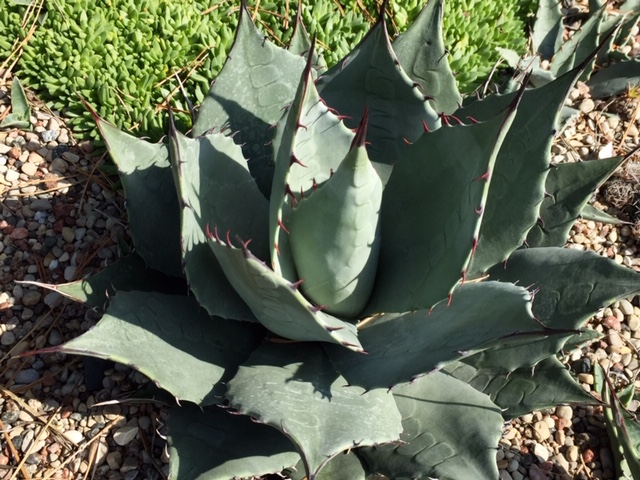 Zdjęcie główne_Agave