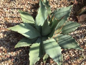 agave_2020_2