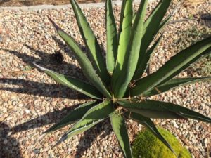 agave_2020_3.JPG