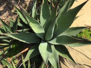 agave_2020_4.JPG