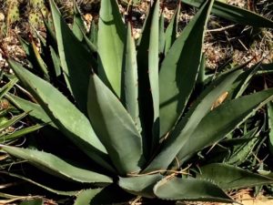 agave_2020_5