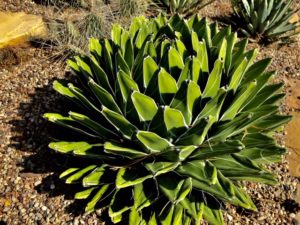 agave_2020_6