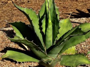 agave_2020_7