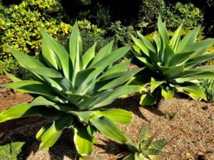 agave_2020_8